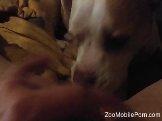 Dog licks the woman's pussy when she enjoys solo pleasuring