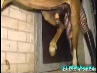 Smashing horse porn for a man who's aim is to devour the anima...