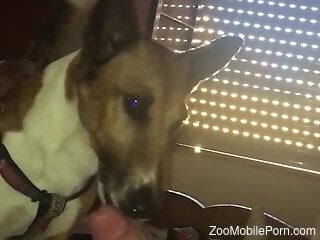 Dog licks man's penis and helps him come faster