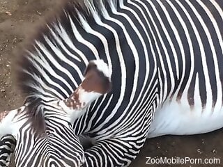 Man craves the zebra's dick once he sees it hanging like that