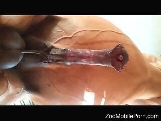 Aroused male wants to feel and play with this horse penis